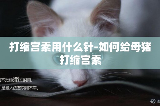 打縮宮素用什么針-如何給母豬打縮宮素