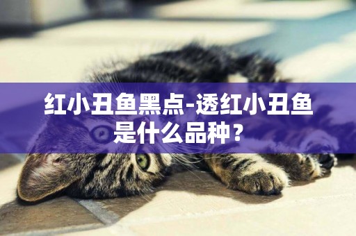 紅小丑魚黑點-透紅小丑魚是什么品種？