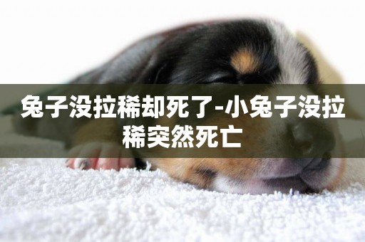 兔子沒拉稀卻死了-小兔子沒拉稀突然死亡