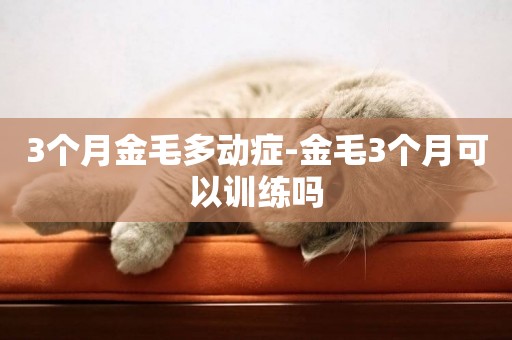 3個月金毛多動癥-金毛3個月可以訓練嗎