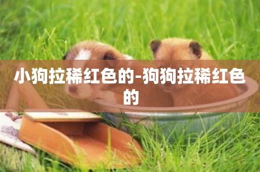 小狗拉稀紅色的-狗狗拉稀紅色的