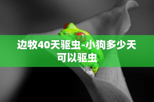 邊牧40天驅蟲-小狗多少天可以驅蟲