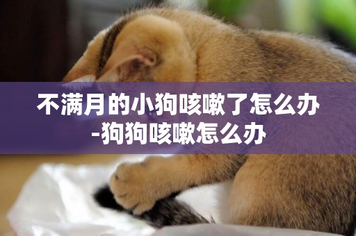 不滿月的小狗咳嗽了怎么辦-狗狗咳嗽怎么辦
