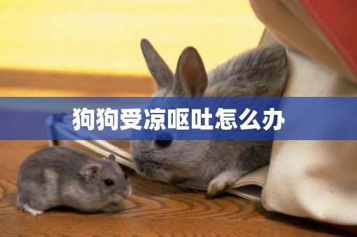 狗狗受涼嘔吐怎么辦