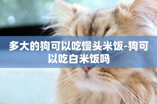 多大的狗可以吃饅頭米飯-狗可以吃白米飯嗎