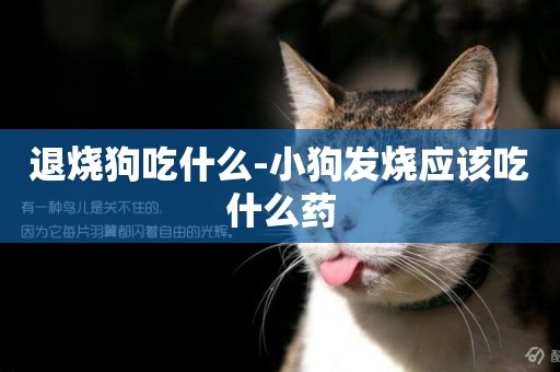 退燒狗吃什么-小狗發燒應該吃什么藥