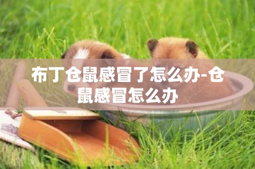 布丁倉鼠感冒了怎么辦-倉鼠感冒怎么辦