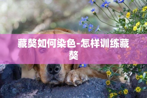 藏獒如何染色-怎樣訓練藏獒