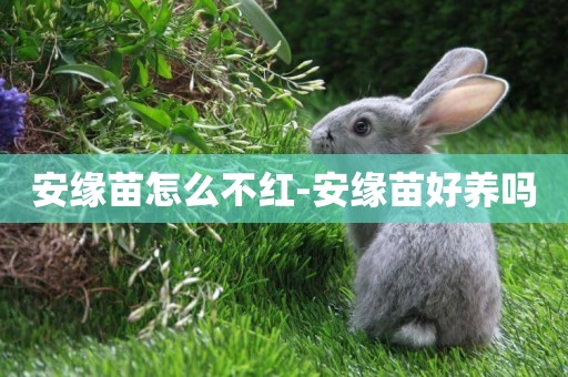 安緣苗怎么不紅-安緣苗好養嗎