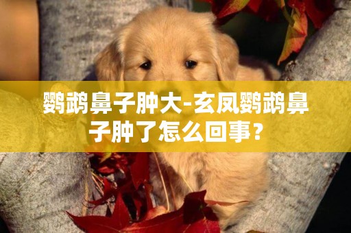 鸚鵡鼻子腫大-玄鳳鸚鵡鼻子腫了怎么回事？