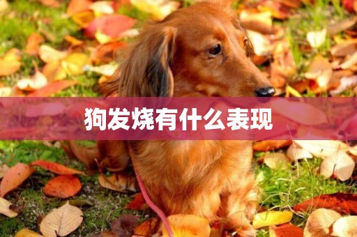 狗發燒有什么表現