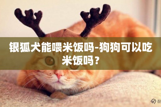 銀狐犬能喂米飯嗎-狗狗可以吃米飯嗎？