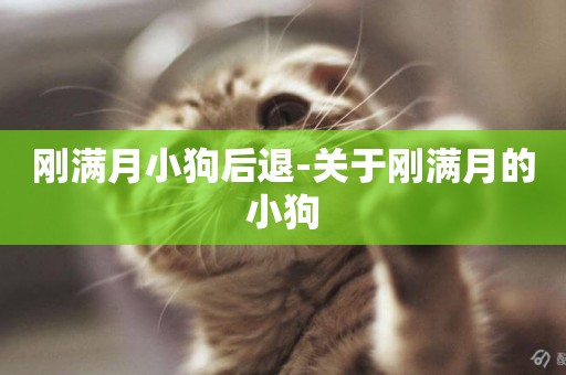 剛滿月小狗后退-關于剛滿月的小狗