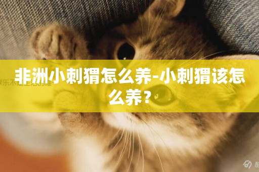 非洲小刺猬怎么養-小刺猬該怎么養？