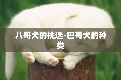 八哥犬的挑選-巴哥犬的種類