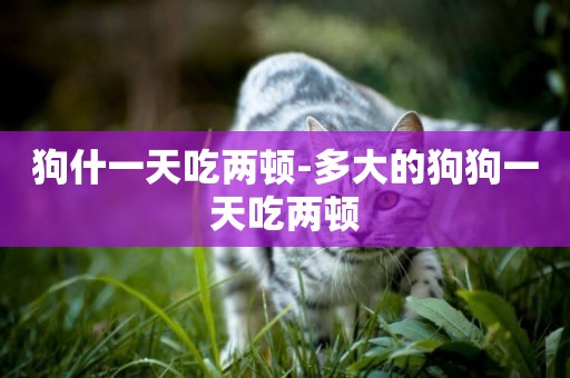 狗什一天吃兩頓-多大的狗狗一天吃兩頓