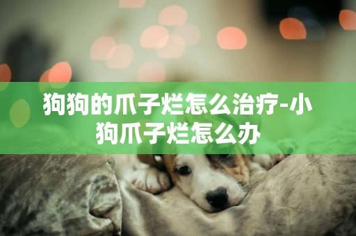 狗狗的爪子爛怎么治療-小狗爪子爛怎么辦