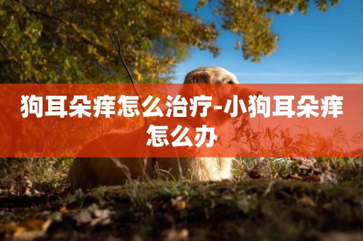 狗耳朵癢怎么治療-小狗耳朵癢怎么辦