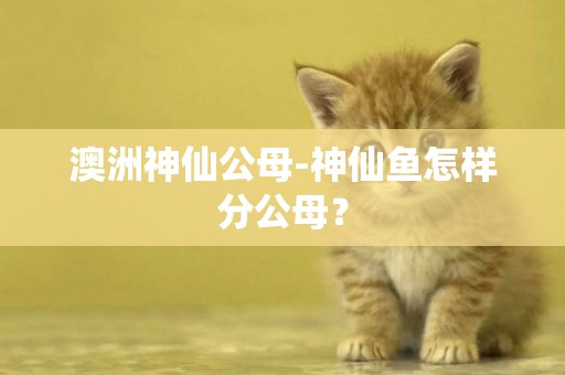 澳洲神仙公母-神仙魚怎樣分公母？