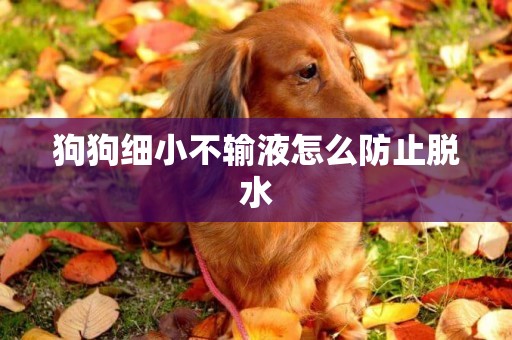 狗狗細小不輸液怎么防止脫水