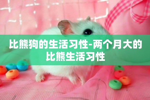 比熊狗的生活習性-兩個月大的比熊生活習性