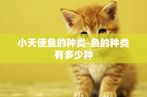 小天使魚的種類-魚的種類有多少種