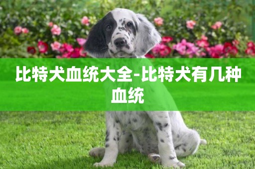 比特犬血統大全-比特犬有幾種血統