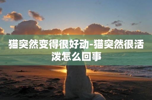貓突然變得很好動-貓突然很活潑怎么回事