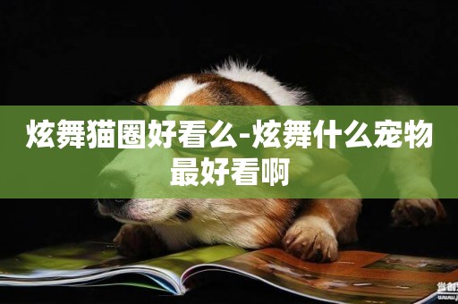 炫舞貓圈好看么-炫舞什么寵物最好看啊