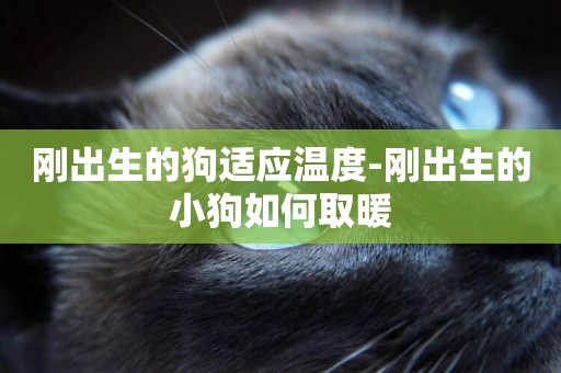 剛出生的狗適應溫度-剛出生的小狗如何取暖