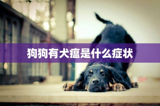 狗狗有犬瘟是什么癥狀