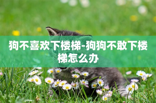 狗不喜歡下樓梯-狗狗不敢下樓梯怎么辦