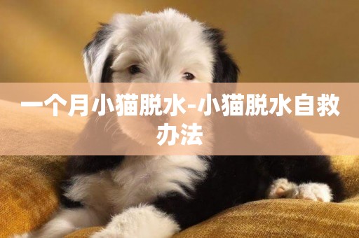一個月小貓脫水-小貓脫水自救辦法