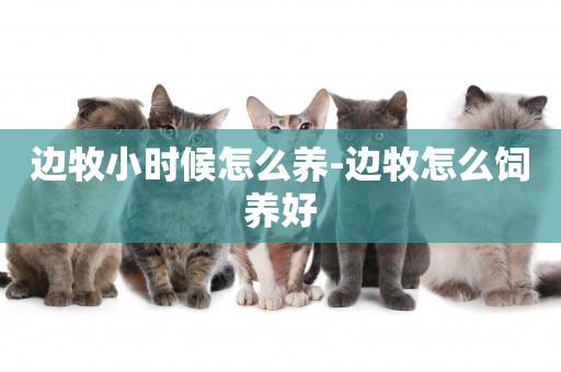邊牧小時候怎么養-邊牧怎么飼養好