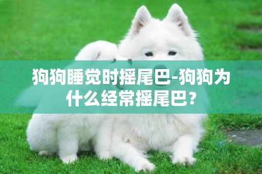 狗狗睡覺時搖尾巴-狗狗為什么經常搖尾巴？