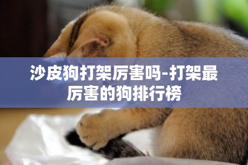 沙皮狗打架厲害嗎-打架最厲害的狗排行榜