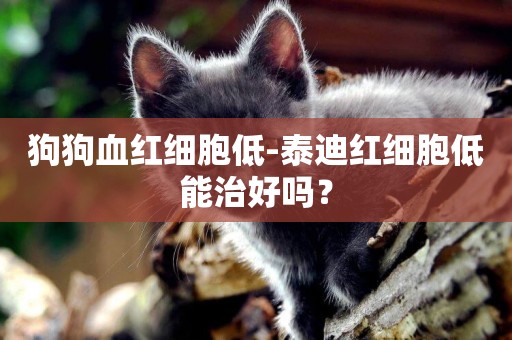 狗狗血紅細胞低-泰迪紅細胞低能治好嗎？