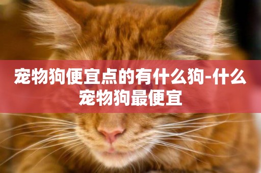 寵物狗便宜點的有什么狗-什么寵物狗最便宜