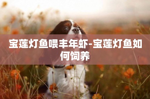 寶蓮燈魚喂豐年蝦-寶蓮燈魚如何飼養