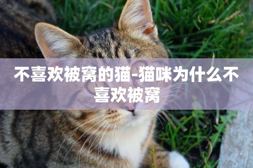 不喜歡被窩的貓-貓咪為什么不喜歡被窩