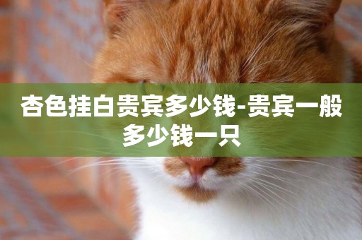 杏色掛白貴賓多少錢-貴賓一般多少錢一只