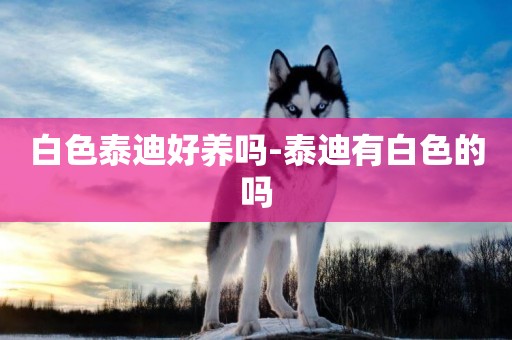 白色泰迪好養嗎-泰迪有白色的嗎