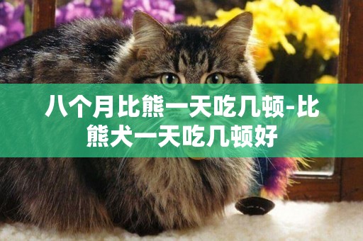 八個月比熊一天吃幾頓-比熊犬一天吃幾頓好
