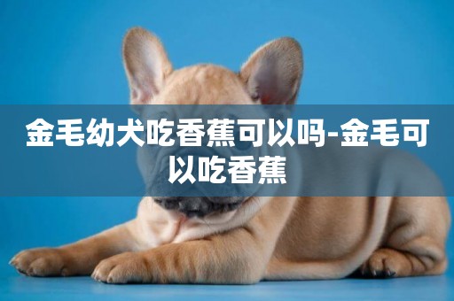 金毛幼犬吃香蕉可以嗎-金毛可以吃香蕉