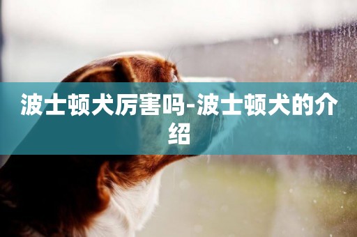 波士頓犬厲害嗎-波士頓犬的介紹