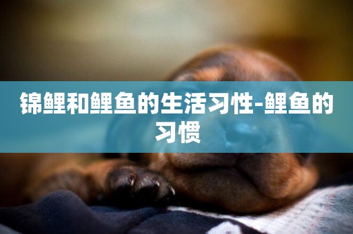 錦鯉和鯉魚的生活習性-鯉魚的習慣
