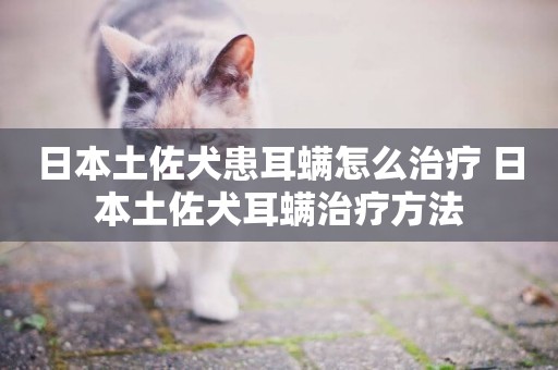 日本土佐犬患耳螨怎么治療 日本土佐犬耳螨治療方法