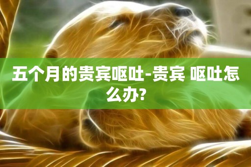 五個月的貴賓嘔吐-貴賓 嘔吐怎么辦?