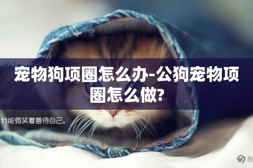 寵物狗項圈怎么辦-公狗寵物項圈怎么做?