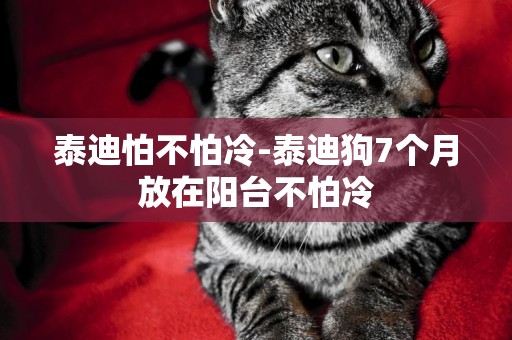 泰迪怕不怕冷-泰迪狗7個月放在陽臺不怕冷